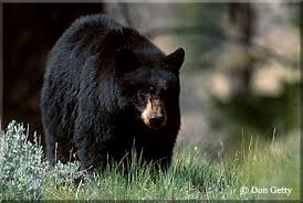 Black Bear getty