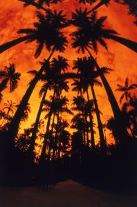 palm trees