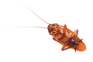 Close-Up Of Cockroach On White Background