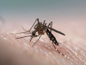 Aedes aegypti (dengue, zika, yellow fever mosquito) biting human skin, frontal view