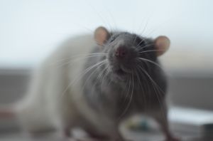 Close-Up Of Rat