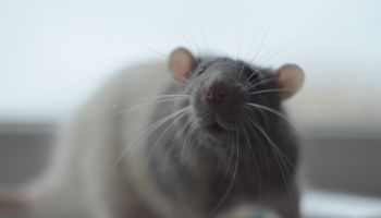 Close-Up Of Rat