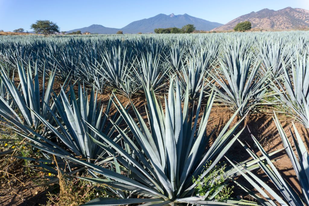 Tequila is made from the blue agave plant in the state of Jalisco and mostly around the city of Tequila, Jalisco, Mexico, North America