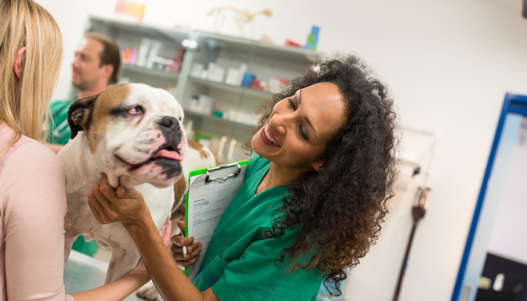 Happy Female Veterinarian Examining Bulldog