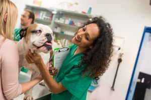 Happy Female Veterinarian Examining Bulldog