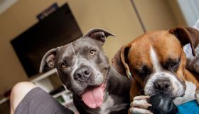 Close-Up Portrait Of Dogs At Home