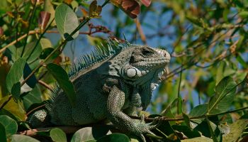 Green iguana (Iguana iguana) in the tree, Pantanal, Brazil