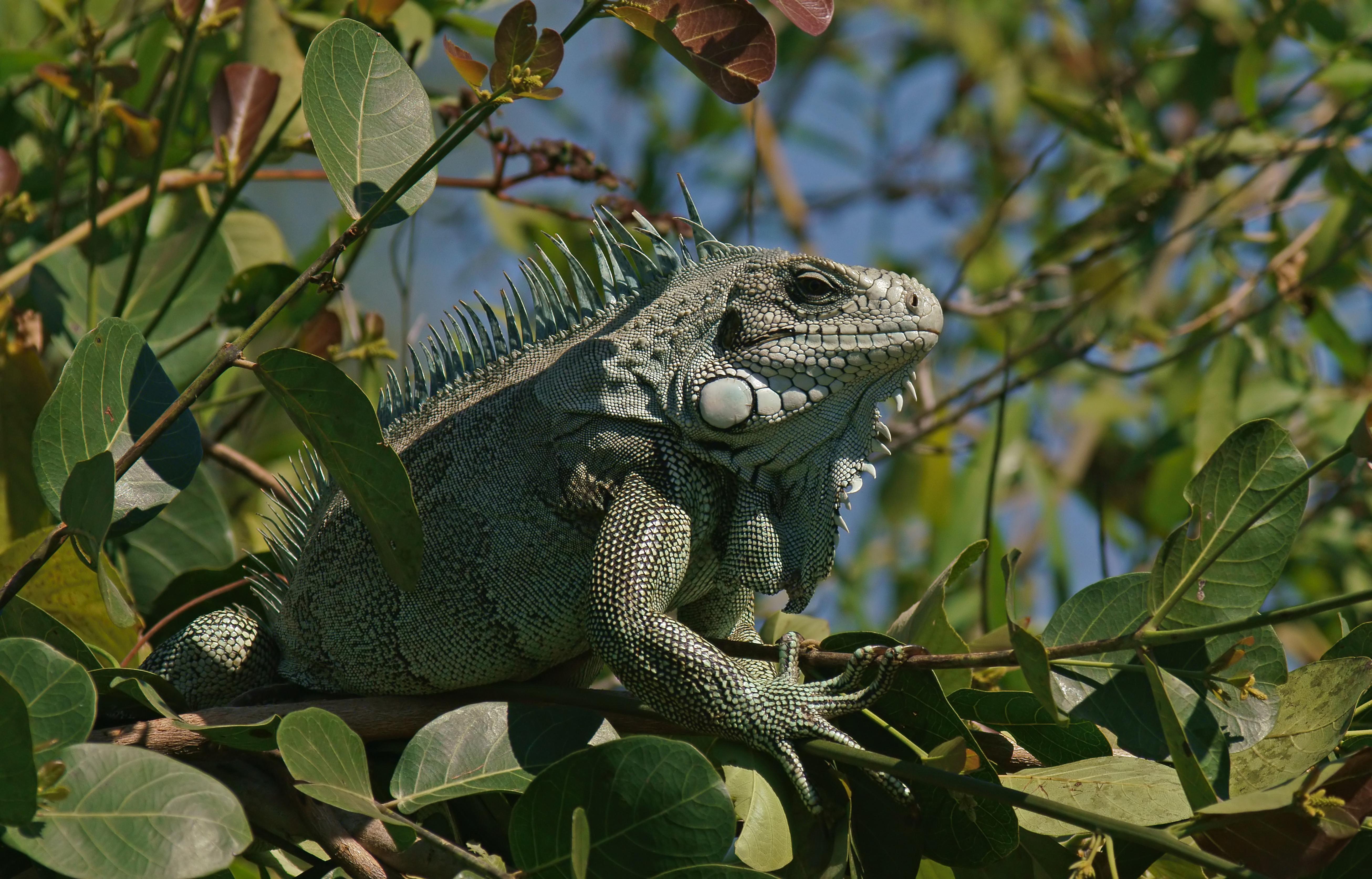 Green iguana (Iguana iguana) in the tree, Pantanal, Brazil