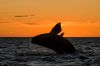 Whale In Sea Against Orange Sky