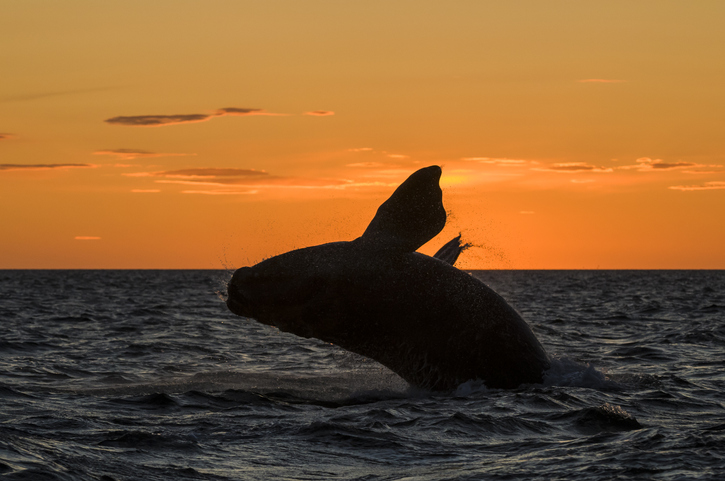 Whale In Sea Against Orange Sky