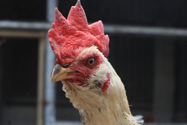 Headshot of a white rooster with immaculate feathers