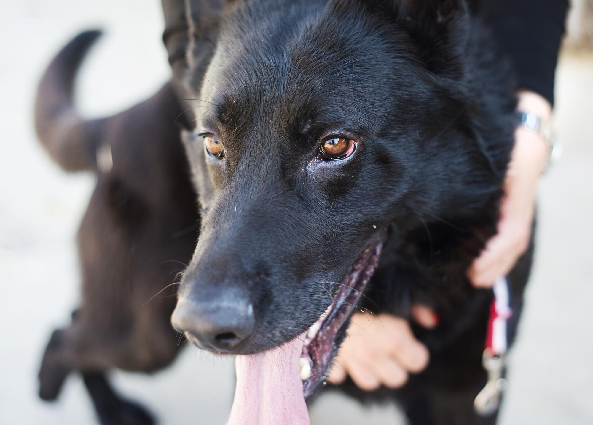 When a family pet becomes a neighborhood safety issue
